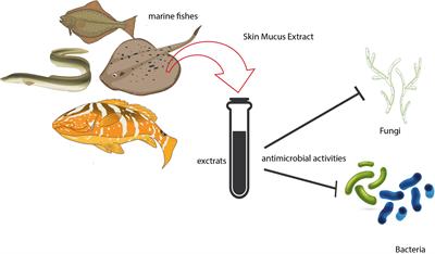 Skin Mucus of Marine Fish as a Source for the Development of Antimicrobial Agents